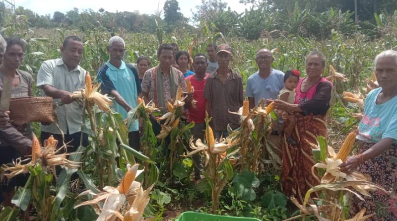 Grupu La’o Buka Hasoru, Kolleita Batar Hektar 4 Resin Iha Suku Tiriloka Postu Administrativu Baucau Vila, Munisípiu Baucau.